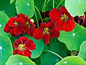 TROPAEOLUM MAJUS EMPRESS OF INDIA,  (NASTURTIUM)