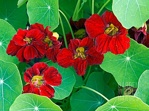 TROPAEOLUM_MAJUS_EMPRESS_OF_INDIA__NASTURTIUM