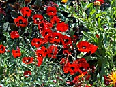 PAPAVER COMMUTATUM LADYBIRD,  (POPPY)