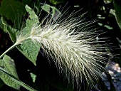 PENNISETUM VILLOSUM (AGM),  (FEATHERTOP GRASS)