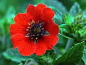 POTENTILLA GIBSONS SCARLET (AGM),  (CINQUEFOIL)