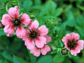 POTENTILLA NEPALENSIS SHOGRAN,  (CINQUEFOIL)