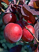 PRUNUS CERASIFERA NIGRA (AGM),  (ORNAMENTAL BLACK CHERRY PLUM)