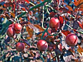 PRUNUS CERASIFERA NIGRA (AGM),(ORNAMENTAL BLACK CHERRY PLUM)