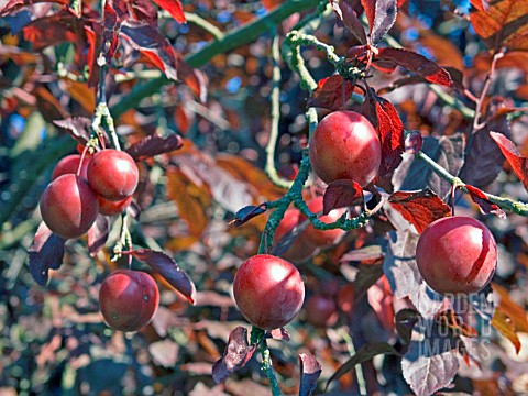 PRUNUS_CERASIFERA_NIGRA_AGMORNAMENTAL_BLACK_CHERRY_PLUM