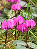 CYCLAMEN COUM