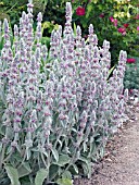 STACHYS BYZANTINA,  (LAMBS EAR)