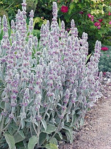 STACHYS_BYZANTINA__LAMBS_EAR