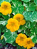 TROPAEOLUM MAJUS ALASKA YELLOW,  (NASTURTIUM)