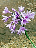 TULBAGHIA VIOLACEA GRANDIFLORA