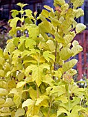 VIBURNUM OPULUS HARVEST GOLD & COTINUS COGGYGRIA GOLDEN SPIRIT = ANCOT