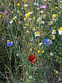 WILD FLOWER MEADOW; PAPAVER (POPPY),  CENTAUREA CYANUS (CORNFLOWER),  AGROSTEMMA GITHAGO (CORN COCKLE),  MATRICARIA (MAYWEED)  NATIVE ENGLISH PLANTS