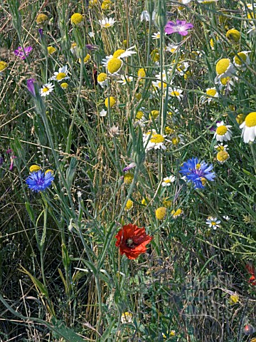 WILD_FLOWER_MEADOW_PAPAVER_POPPY__CENTAUREA_CYANUS_CORNFLOWER__AGROSTEMMA_GITHAGO_CORN_COCKLE__MATRI