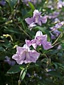 CLEMATIS PAGODA