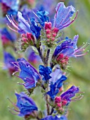 ECHIUM VULGARE,  (VIPERS BUGLOSS)