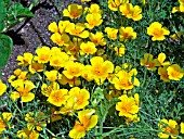 ESCHSCHOLZIA CALIFORNICA,  (CALIFORNIAN POPPY)