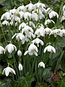 GALANTHUS NIVALIS FLORE PLENO (DOUBLE SNOWDROP)