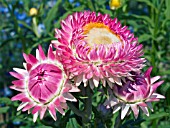 XEROCHRYSUM BRACTEATUM MONSTROSUM,  (SYN. HELICHRYSUM BRACTEATUM MONSTROSUM),  (STRAWFLOWER).