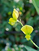 LATHYRUS CHLORANTHUS,  (GROWING WILD IN TURKEY)