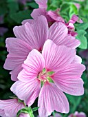 LAVATERA X CLEMENTII ROSEA, (SYN. LAVATERA OLBIA ROSEA), (AGM).