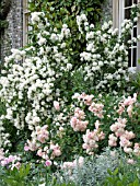 PHILADELPHUS BURFORDENSIS & ROSA FANTIN LATOUR,  (AGM)