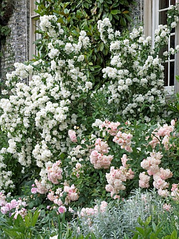 PHILADELPHUS_BURFORDENSIS__ROSA_FANTIN_LATOUR__AGM