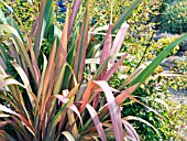 PHORMIUM DAZZLER & ABELIA X GRANDIFLORA SUNRISE