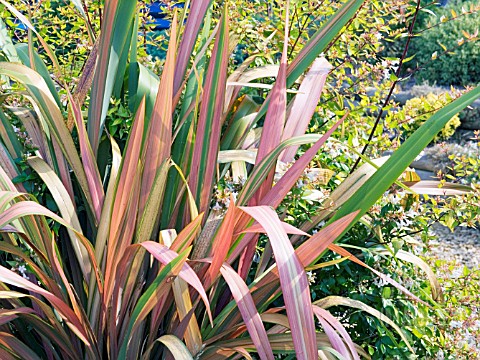 PHORMIUM_DAZZLER__ABELIA_X_GRANDIFLORA_SUNRISE