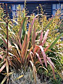 PHORMIUM DAZZLER & ABELIA X GRANDIFLORA SUNRISE