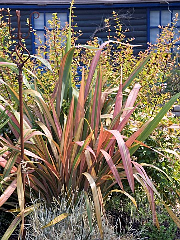 PHORMIUM_DAZZLER__ABELIA_X_GRANDIFLORA_SUNRISE