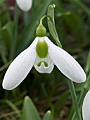 GALANTHUS SP (SNOWDROP)