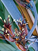 PHORMIUM TENAX,  (AGM)  INFLORESCENCE SPIKE DETAIL