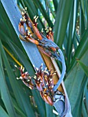 PHORMIUM TENAX,  (AGM)  INFLORESCENCE DETAIL