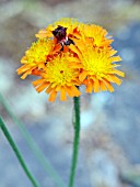 PILOSELLA AURANTIACA,  (ORANGE HAWKWEED)