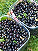 RIBES NIGRUM,  (BLACKCURRANT)  PICK YOUR OWN,  FRESHLY HARVESTED