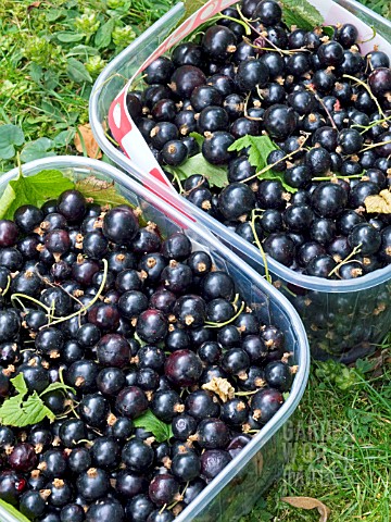 RIBES_NIGRUM__BLACKCURRANT__PICK_YOUR_OWN__FRESHLY_HARVESTED