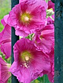 ALCEA ROSEA,  (HOLLYHOCK) PEEPING THROUGH IRON RAILINGS