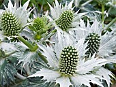 ERYNGIUM GIGANTEUM,  (AGM),  (MISS WILLMOTTS GHOST)