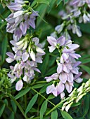 GALEGA OFFICINALIS,  (GOATS RUE)