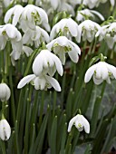 GALANTHUS NIVALIS FLORE PLENO (DOUBLE SNOWDROP)