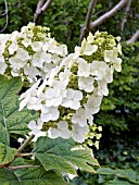 HYDRANGEA QUERCIFOLIA,  (AGM),  (OAK LEAVED HYDRANGEA)