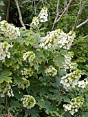 HYDRANGEA QUERCIFOLIA,  (AGM),  (OAK LEAVED HYDRANGEA)