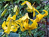 LILIUM CITRONELLA GROUP,  (LILY)