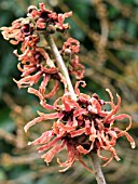 HAMAMELIS INTERMEDIA DIANE (WITCH HAZEL)