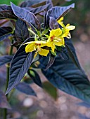 LYSIMACHIA CILIATA FIRECRACKER,  (AGM),  (LOOSESTRIFE)