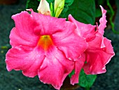 MANDEVILLA X AMABILIS ALICE DU PONT,  (AGM)