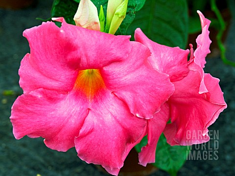 MANDEVILLA_X_AMABILIS_ALICE_DU_PONT__AGM