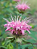 MONARDA CROFTWAY PINK,  (BERGAMOT),  (AGM)