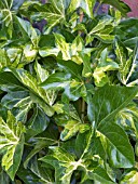 X FATSHEDERA LIZEI VARIEGATA,  (VARIEGATED TREE IVY),  (AGM)