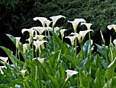 ZANTEDESCHIA AETHIOPICA,  (ARUM LILY),  (AGM)